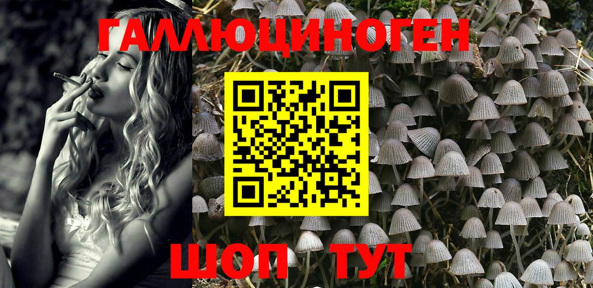 Псилоцибиновые грибы Magic Shrooms  Вход с VPN  Тверь  Псилоцибиновые грибы GOLDEN TEACHER 