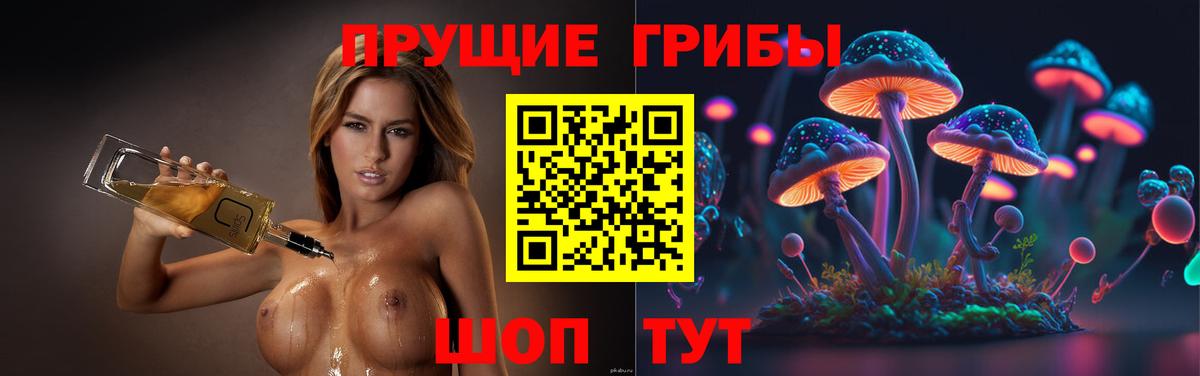 Галлюциногенные грибы Psilocybe Тверь